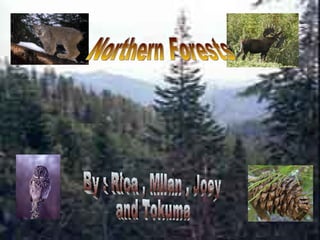 Northern Forests By : Rica , Milan , Joey  and Tokuma 
