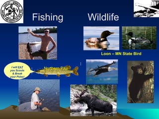 Fishing Loon – MN State Bird I will  EAT  you Scouts & Break your Poles! Northern Pike Wildlife 