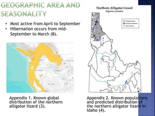 Appendix 1. Known global
distribution of the northern
alligator lizard (3).
Appendix 2. Known populations
and predicted distribution of
the northern alligator lizard in
Idaho (4).
• Most active from April to September
• Hibernation occurs from mid-
September to March (8).
 