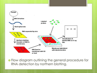  Flow diagram outlining the general procedure for
RNA detection by northern blotting.
 
