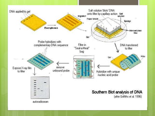 Northern and southern blot