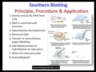 Northern and southern blot