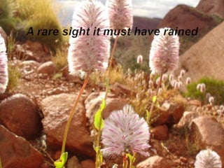 A rare sight it must have rained