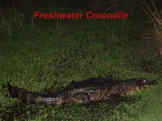 Freshwater Crocodile