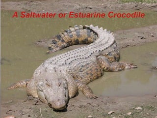 A Saltwater or Estuarine Crocodile