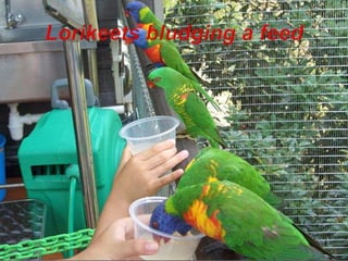 Lorikeets bludging a feed