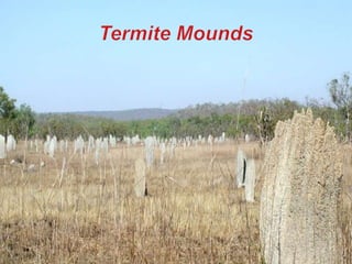 Termite Mounds