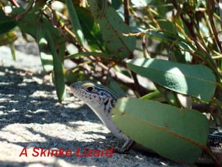 A Skinke Lizard