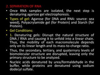 2. SEPARATION OF RNA
• Once RNA samples are isolated, the next step is
denaturing agarose gel electrophoresis.
• Types of gel: Agarose (for DNA and RNA: source: sea
weed), Polyacrylamide gel (for Protein) and Starch (for
Protein).
• Gel Conditions:
• 1. Denaturing gels: Disrupt the natural structure of
DNA / RNA and causing it to unfold into a linear chain.
Thus, the mobility of each macromolecule depends
only on its linear length and its mass-to-charge ratio.
• Thus, the secondary, tertiary, and quaternary levels of
biomolecular structure are disrupted, leaving only the
primary structure to be analyzed.
• Nucleic acids denatured by urea/formaldehyde in the
buffer, while proteins are denatured using sodium
dodecyl sulfate.
 