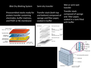 iBlot Dry Blotting System Semi-dry transfer
Wet or semi-wet
transfer
Preassembled stacks ready for
protein transfer containing
electrodes, buffer matrices,
and PVDF or NC membrane
Transfer stack (both top
and bottom) composed of
sponge and filter paper,
soaked in buffer
Transfer stack
composed of sponge
and filter paper,
soaked in a tank filled
with buffer
 