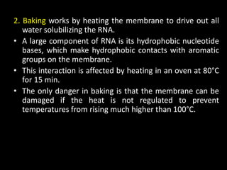2. Baking works by heating the membrane to drive out all
water solubilizing the RNA.
• A large component of RNA is its hydrophobic nucleotide
bases, which make hydrophobic contacts with aromatic
groups on the membrane.
• This interaction is affected by heating in an oven at 80°C
for 15 min.
• The only danger in baking is that the membrane can be
damaged if the heat is not regulated to prevent
temperatures from rising much higher than 100°C.
 