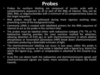 Probes
• Probes for northern blotting are composed of nucleic acids with a
complementary sequence to all or part of the RNA of interest, they can be
DNA, RNA, or oligonucleotides with a minimum of 25 complementary bases to
the target sequence.
• RNA probes should be withstand during more rigorous washing steps
preventing some of the background noise.
• Commonly cDNA is created with labelleled primers for the RNA sequence of
interest to act as the probe in the northern blot.
• The probes must be labelled either with radioactive isotopes (32P, 33P, or 35S.
Radioactive labeling provides the most sensitive method for detection,
allowing detection of 0.01 pg.) or with chemiluminescence in which alkaline
phosphatase or horseradish peroxidase (HRP) break down chemiluminescent
substrates producing a detectable emission of light.
• The chemiluminescent labelling can occur in two ways: either the probe is
attached to the enzyme, or the probe is labelled with a ligand (e.g. biotin) for
which the ligand (e.g., avidin or streptavidin) is attached to the enzyme (e.g.
HRP).
• X-ray film can detect both the radioactive and chemiluminescent signals and
chemiluminescent signals are faster, more sensitive, and reduce the health
hazards.
 