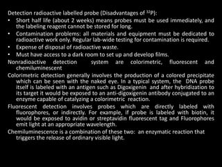 Detection radioactive labelled probe (Disadvantages of 32P):
• Short half life (about 2 weeks) means probes must be used immediately, and
the labeling reagent cannot be stored for long.
• Contamination problems: all materials and equipment must be dedicated to
radioactive work only. Regular lab-wide testing for contamination is required.
• Expense of disposal of radioactive waste.
• Must have access to a dark room to set up and develop films.
Nonradioactive detection system are colorimetric, fluorescent and
chemiluminescent
Colorimetric detection generally involves the production of a colored precipitate
which can be seen with the naked eye. In a typical system, the DNA probe
itself is labeled with an antigen such as Digoxigenin and after hybridization to
its target it would be exposed to an anti-digoxigenin antibody conjugated to an
enzyme capable of catalyzing a colorimetric reaction.
Fluorescent detection involves probes which are directly labeled with
fluorophores, or indirectly. For example, if probe is labeled with biotin, it
would be exposed to avidin or streptavidin fluorescent tag and Fluorophores
emit light at an appropriate wavelength.
Chemiluminescence is a combination of these two: an enzymatic reaction that
triggers the release of ordinary visible light.
 