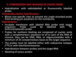 5. HYBRIDIZATON AND WASHING OF EXCESS PROBS
• Hybridization with radiolabelled or fluorescently labelled
probe.
Prehybridize before hybridization:
• Blocks non-specific sites to prevent the single-stranded probe
from binding just anywhere on the membrane.
Hybridization:
• Incubate membrane with labeled RNA probe with target
sequence: Probe could be lablleled with 32P,
biotin/streptavidin probe.
• Probes for northern blotting are composed of nucleic acids
with a complementary sequence to all or part of the RNA of
interest, they can be DNA, RNA, or oligonucleotides with a
minimum of 25 complementary bases to the target sequence.
• The probes must be labelled either with radioactive isotopes
(32P) or with chemiluminescence.
• Hybridization between probes and the target RNA
• Washing of excess probes
 