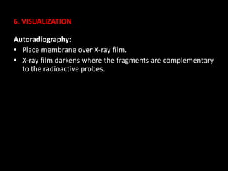 6. VISUALIZATION
Autoradiography:
• Place membrane over X-ray film.
• X-ray film darkens where the fragments are complementary
to the radioactive probes.
 