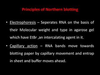 Principles of Northern blotting
• Electrophoresis – Seperates RNA on the basis of
their Molecular weight and type in agarose gel
which have EtBr ,an intercalating agent in it.
• Capillary action – RNA bands move towards
blotting paper by capillary movement and entrap
in sheet and buffer moves ahead.
 