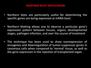 NORTHEN BLOT APPLICATION
• Northern blots are particularly useful for determining the
specific genes are being expressed at mRNA level.
• Northern blotting allows one to observe a particular gene's
expression pattern between tissues, organs, developmental
stages, pathogen infection, and over the course of treatment
• The technique has been used to show overexpression of
oncogenes and downregulation of tumor-suppressor genes in
cancerous cells when compared to 'normal' tissue, as well as
the gene expression in the rejection of transplanted organ.
 
