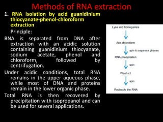 Methods of RNA extraction
1. RNA isolation by acid guanidinium
thiocyanate-phenol-chloroform
extraction
Principle:
RNA is separated from DNA after
extraction with an acidic solution
containing guanidinium thiocyanate,
sodium acetate, phenol and
chloroform, followed by
centrifugation.
Under acidic conditions, total RNA
remains in the upper aqueous phase,
while most of DNA and proteins
remain in the lower organic phase.
Total RNA is then recovered by
precipitation with isopropanol and can
be used for several applications.
 