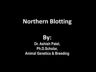 Northern Blotting
By:
Dr. Ashish Patel,
Ph.D.Scholar,
Animal Genetics & Breeding
 