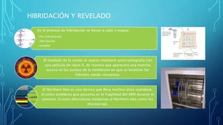 HIBRIDACIÓN Y REVELADO
En el proceso de hibridación se llevan a cabo 3 etapas:
•Pre-hibridración
•Hibridación
•Lavados
El revelado de la sonda se realiza mediante autorradiografía con
una película de rayos X, de manera que aparecerá una mancha
oscura en los puntos de la membrana en que se localicen los
híbridos sonda-secuencia.
El Northern blot es una técnica que lleva muchos años usándose,
el único problema que presenta es la fragilidad del ARN durante el
proceso. Existen alternativas modernas al Northern blot como los
microarrays.
 