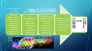 APLICACIONES
Permite observar
un patrón
particular de
expresión
genética entre
tejidos, órganos,
estadios del
desarrollo,
niveles de estrés
ambiental,
infecciones
causadas por
patógenos y
durante el curso
del tratamiento
de las mismas.
Mostrar
sobreexpresión
de oncogenes y
la
desregulación
de genes
supresores
tumorales en
células
cancerosas
cuando son
comparadas
con tejidos
normales.
La variación en
el tamaño del
producto de un
gen puede
además
indicarnos
deleciones o
errores en el
proceso de
transcripción.
Alterando la sonda
podemos conocer
la secuencia e
incluso determinar
la región del ARN
que ha sido
delecionada.
 