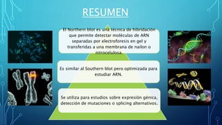 RESUMEN
El Northern blot es una técnica de hibridación
que permite detectar moléculas de ARN
separadas por electroforesis en gel y
transferidas a una membrana de nailon o
nitrocelulosa.
Es similar al Southern blot pero optimizada para
estudiar ARN.
Se utiliza para estudios sobre expresión génica,
detección de mutaciones o splicing alternativos.
 