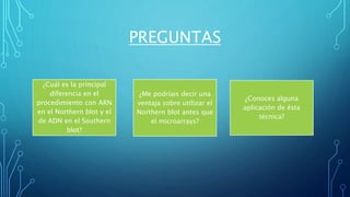 PREGUNTAS
¿Cuál es la principal
diferencia en el
procedimiento con ARN
en el Northern blot y el
de ADN en el Southern
blot?
¿Me podríais decir una
ventaja sobre utilizar el
Northern blot antes que
el microarrays?
¿Conoces alguna
aplicación de ésta
técnica?
 