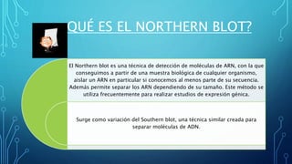 ¿ QUÉ ES EL NORTHERN BLOT?
El Northern blot es una técnica de detección de moléculas de ARN, con la que
conseguimos a partir de una muestra biológica de cualquier organismo,
aislar un ARN en particular si conocemos al menos parte de su secuencia.
Además permite separar los ARN dependiendo de su tamaño. Este método se
utiliza frecuentemente para realizar estudios de expresión génica.
Surge como variación del Southern blot, una técnica similar creada para
separar moléculas de ADN.
 