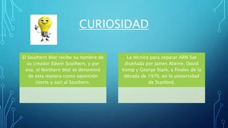 CURIOSIDAD
El Southern blot recibe su nombre de
su creador Edwin Southern, y por
eso, el Northern blot se denominó
de esta manera como oposición
(norte y sur) al Southern.
La técnica para separar ARN fue
diseñada por James Alwine, David
Kemp y George Stark, a finales de la
década de 1970, en la universidad
de Stanford.
 