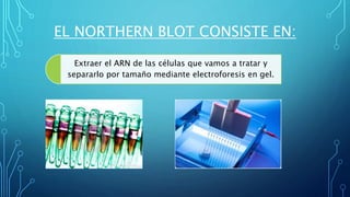 EL NORTHERN BLOT CONSISTE EN:
Extraer el ARN de las células que vamos a tratar y
separarlo por tamaño mediante electroforesis en gel.
 