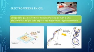 ELECTROFORESIS EN GEL
El siguiente paso es someter nuestra muestra de ARN a una
electroforesis en gel para separar los fragmentos según su tamaño.
 