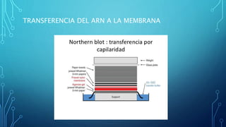 TRANSFERENCIA DEL ARN A LA MEMBRANA
 