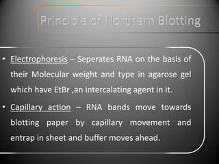 • Electrophoresis – Seperates RNA on the basis of
  their Molecular weight and type in agarose gel
  which have EtBr ,an intercalating agent in it.
• Capillary action – RNA bands move towards
  blotting paper by capillary movement and
  entrap in sheet and buffer moves ahead.
 