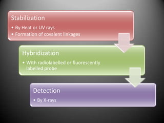 Stabilization
• By Heat or UV rays
• Formation of covalent linkages


     Hybridization
     • With radiolabelled or fluorescently
       labelled probe



          Detection
          • By X-rays
 