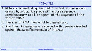 PRINCIPLE
1. RNA are separated by size and detected on a membrane
using a hybridization probe with a base sequence
complementary to all, or a part, of the sequence of the
target mRNA
2. transfer of RNA from a gel to a membrane.
3. And then the membrane is queried with a probe directed
against the specific molecule of interest.
11-Apr-20 Northern blotting technique 5
 