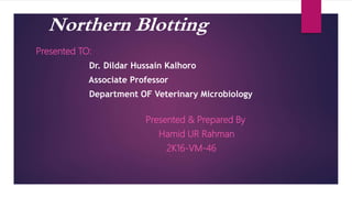 Northern Blotting
Presented TO:
Dr. Dildar Hussain Kalhoro
Associate Professor
Department OF Veterinary Microbiology
Presented & Prepared By
Hamid UR Rahman
2K16-VM-46
 