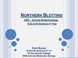 NORTHERN BLOTTING
DSE – Animal Biotechnology
B.Sc (Life Science) 3rd Year
:
Rohit Mondal
B.Sc(Life Science) 3rd yr
Sri Aurobindo College
DSE-Cell and Molecular biology
 