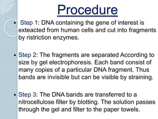 Procedure
 Step 1: DNA containing the gene of interest is
exteacted from human cells and cut into fragments
by ristriction enzymes.
 Step 2: The fragments are separated According to
size by gel electrophoresis. Each band consist of
many copies of a particular DNA fragment. Thus
bands are invisible but can be visible by straining.
 Step 3: The DNA bands are transferred to a
nitrocellulose filter by blotting. The solution passes
through the gel and filter to the paper towels.
 