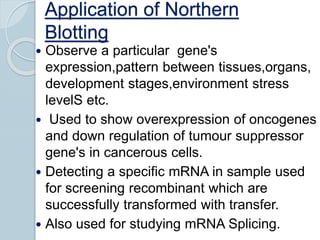 Application of Northern
Blotting
 Observe a particular gene's
expression,pattern between tissues,organs,
development stages,environment stress
levelS etc.
 Used to show overexpression of oncogenes
and down regulation of tumour suppressor
gene's in cancerous cells.
 Detecting a specific mRNA in sample used
for screening recombinant which are
successfully transformed with transfer.
 Also used for studying mRNA Splicing.
 