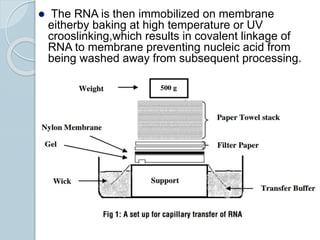  The RNA is then immobilized on membrane
eitherby baking at high temperature or UV
crooslinking,which results in covalent linkage of
RNA to membrane preventing nucleic acid from
being washed away from subsequent processing.
 