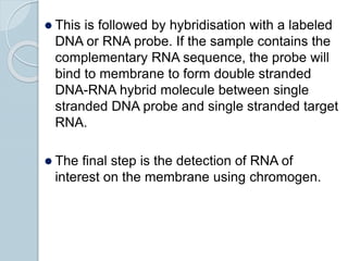  This is followed by hybridisation with a labeled
DNA or RNA probe. If the sample contains the
complementary RNA sequence, the probe will
bind to membrane to form double stranded
DNA-RNA hybrid molecule between single
stranded DNA probe and single stranded target
RNA.
 The final step is the detection of RNA of
interest on the membrane using chromogen.
 