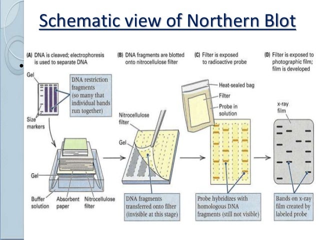 Northern blotting Northern blotting