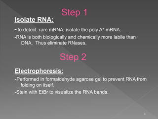 Isolate RNA:
-To detect rare mRNA, isolate the poly A+ mRNA.
-RNA is both biologically and chemically more labile than
DNA. Thus eliminate RNases.
6
Electrophoresis:
-Performed in formaldehyde agarose gel to prevent RNA from
folding on itself.
-Stain with EtBr to visualize the RNA bands.
Step 2
 