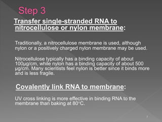 Transfer single-stranded RNA to
nitrocellulose or nylon membrane:
Traditionally, a nitrocellulose membrane is used, although
nylon or a positively charged nylon membrane may be used.
Nitrocellulose typically has a binding capacity of about
100µg/cm, while nylon has a binding capacity of about 500
µg/cm. Many scientists feel nylon is better since it binds more
and is less fragile.
Covalently link RNA to membrane:
UV cross linking is more effective in binding RNA to the
membrane than baking at 80C.
7
 