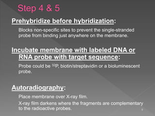 Prehybridize before hybridization:
Blocks non-specific sites to prevent the single-stranded
probe from binding just anywhere on the membrane.
Incubate membrane with labeled DNA or
RNA probe with target sequence:
Probe could be 32P, biotin/streptavidin or a bioluminescent
probe.
Autoradiography:
Place membrane over X-ray film.
X-ray film darkens where the fragments are complementary
to the radioactive probes. 8
 