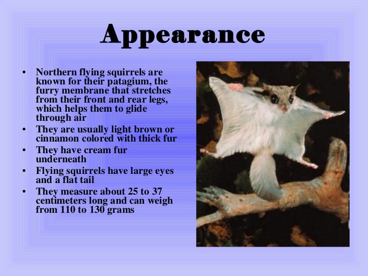 Northern flying squirrel Gianna