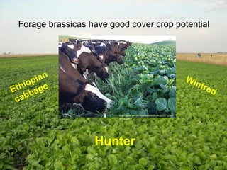 Forage brassicas have good cover crop potential




                        http://www.jennifermackenzie.co.uk/2005/12/bra
                        ssicas.html




                  Hunter
 