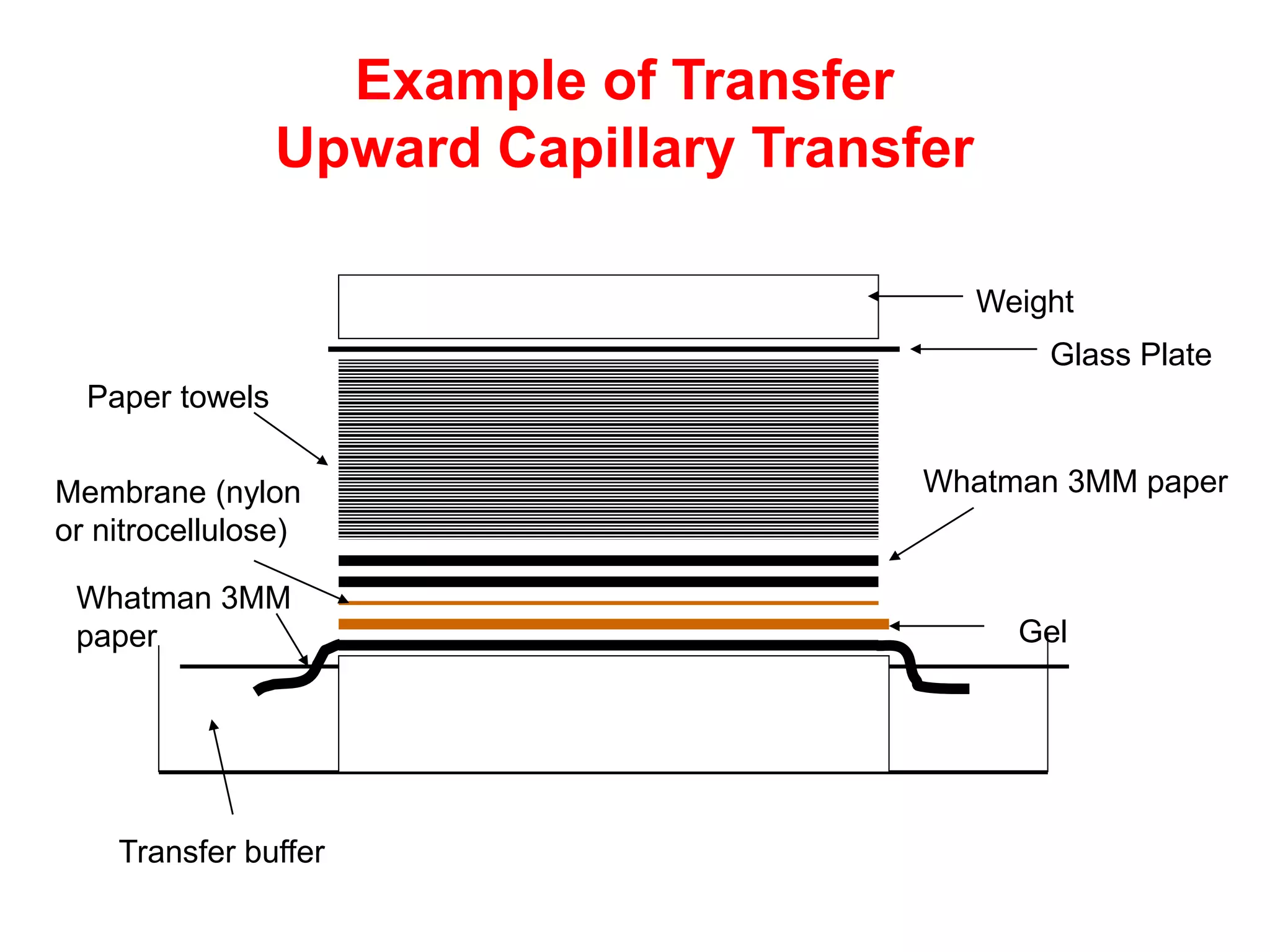 Northern, southern and western blotting | PPTX