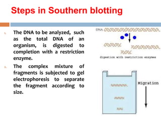 Northern, southern and western blotting