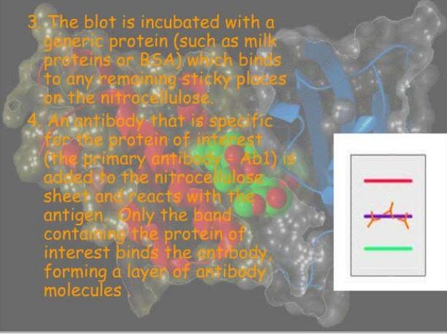 south eastern blotting south eastern blotting